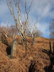 Eerie gravestones amongst the bracken