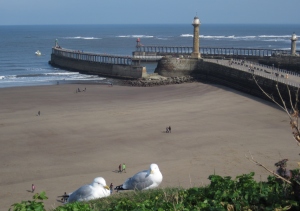Whitby piers and some seagulls!