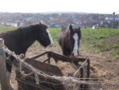 The grumpiest ponies in Whitby