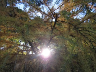 Light through pine needles