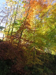 Contrasting autumn colours
