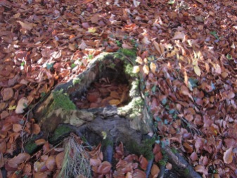 A stump, surrounded by fallen leaves