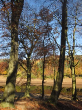 A group of beech trees