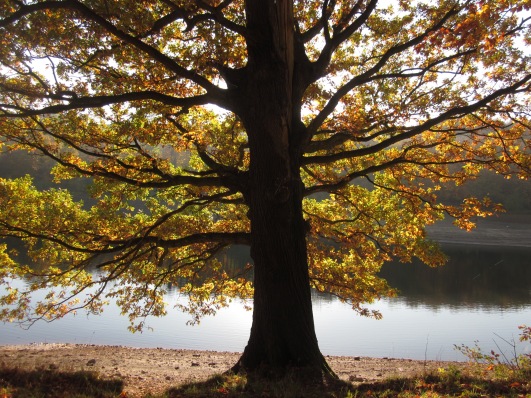 Oak tree against the reservoir